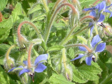 {W(Borage)