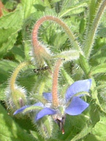 {W(Borage)