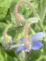 {W(Borage)