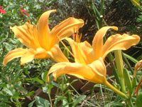 wJX(Hemerocallis)