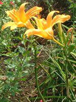 wJX(Hemerocallis)