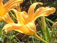 wJX(Hemerocallis)