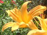 wJX(Hemerocallis)