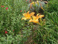 wJX(Hemerocallis)