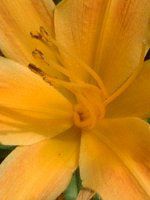 wJX(Hemerocallis)