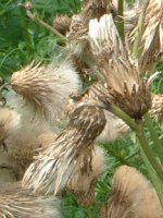 セイヨウトゲアザミ 西洋刺薊 かぎけんweb セイヨウトゲアザミ 西洋刺薊 かぎけんweb