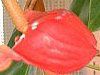 AXE(Anthurium)