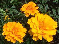 }[S[h(Marigold)