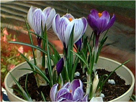 NbJX(Crocus)