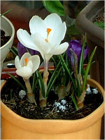 NbJX(Crocus)
