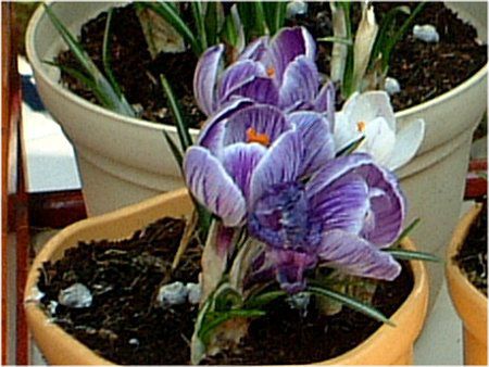 NbJX(Crocus)