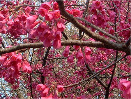 �q�J���U�N��(�ꊦ��)