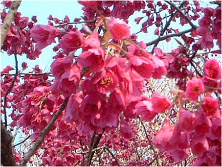 �q�J���U�N��(�ꊦ��) 