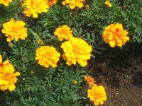 }[S[h(Marigold)