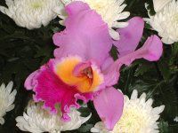 JgA(Cattleya)