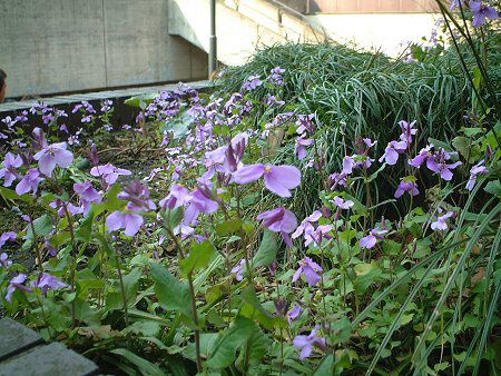 ムラサキハナナ 紫花菜 かぎけんweb