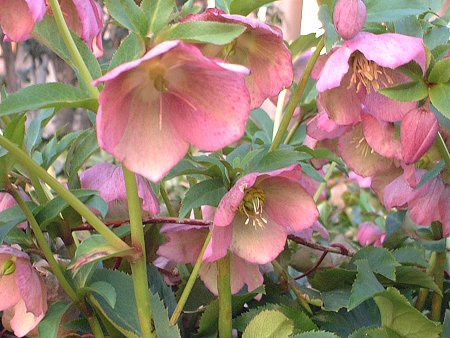 e[Y(Lenten rose)
