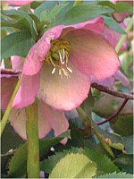 e[Y(Lenten rose)