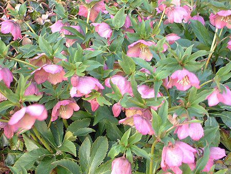 レンテンローズ Lenten Rose 恥ずかしがり屋のレンテンローズ かぎけんweb