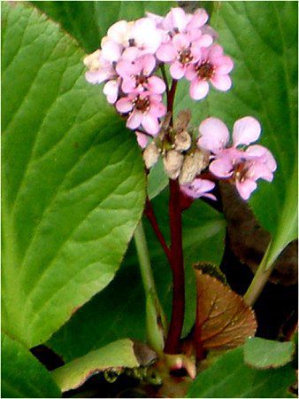 xQjA(Bergenia)