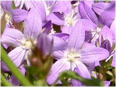 JpjE|VXLi(Campanula posharskyana)