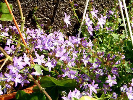 カンパニュラ ポシャルスキャナ Campanula Posharskyana かぎけんweb