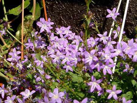 カンパニュラ ポシャルスキャナ Campanula Posharskyana かぎけんweb