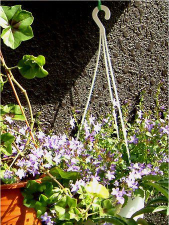 カンパニュラ ポシャルスキャナ Campanula Posharskyana かぎけんweb