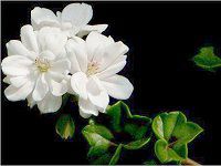 ACr[[jEiIvy geraniumj