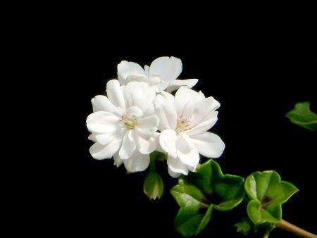ACrBE[jE(Ivy geranium)