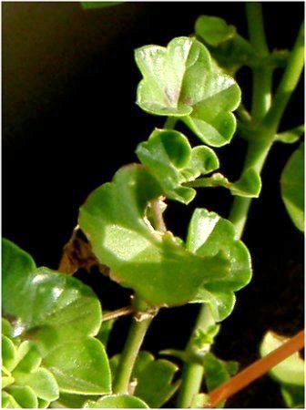 ACrBE[jE(Ivy geranium)