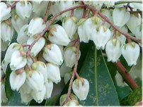 �A�Z�r�i�n���؁j