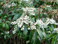 �A�Z�r�i�n���؁j