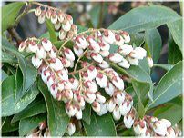 �A�Z�r�i�n���؁j