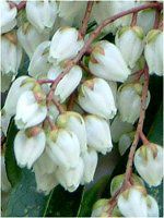 �A�Z�r�i�n���؁j