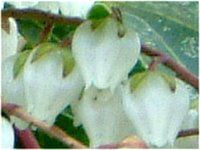 �A�Z�r�i�n���؁j