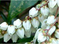 �A�Z�r�i�n���؁j