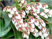 �A�Z�r�i�n���؁j