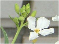 �_�C�R���i�卪�j