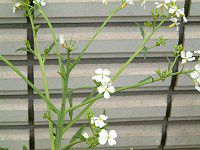 �_�C�R���i�卪�j