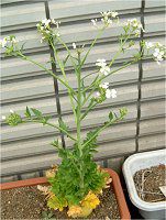 �_�C�R���i�卪�j