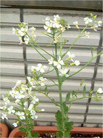 �_�C�R���i�卪�j