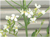 �_�C�R���i�卪�j