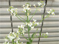 �_�C�R���i�卪�j