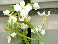 �_�C�R���i�卪�j