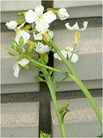 �_�C�R���i�卪�j