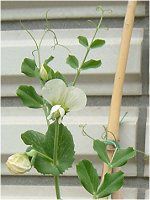 �G���h�E�i氓��j