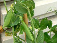 �G���h�E�i氓��j