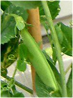 �G���h�E�i氓��j