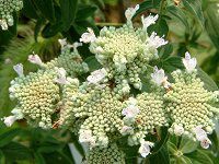 }Ee~g(mountain mint)